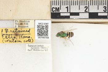 Media type: image;   Entomology 798768 Aspect: Labels